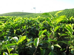 Teeplanze und - plantage beim Periyar