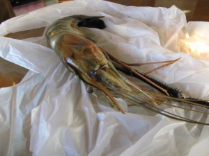 Tiger Prawn