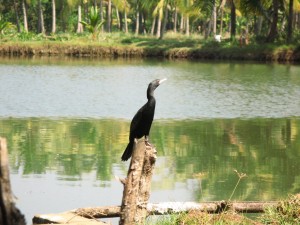 Kormoran