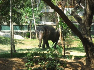 Auch im Zoo angekettet, Elefanten in Indien