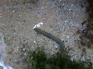 Ein Aal auf der Pirsch Ein Aal auf der Pirsch