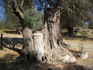 Baum vs. Säule Baum vs. Säule