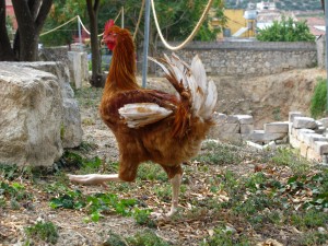 Das Wachhuhn