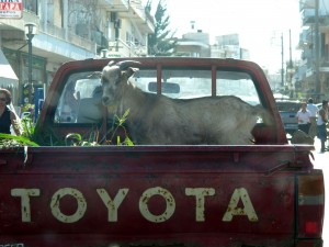 Auf dem Weg: Typische Tiertransport (klappt auch mit Hunden ;))